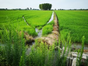 Plaine du Pô, rizières
